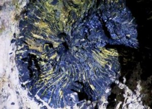 grotta tronchi fossili orvieto