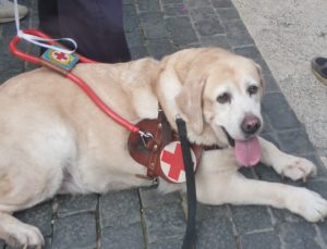 Job, lanostra mascotte